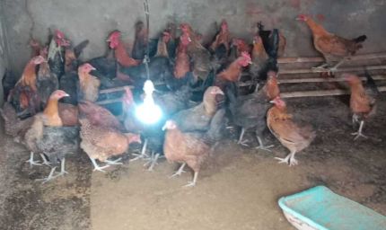 मुर्गी पालन ने बदली रजनी की राह, आत्मनिर्भरता की ओर बढ़ाया कदम