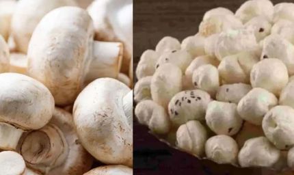 मखाने के बीच बिहार का मशरूम चमका, 10 साल में उत्पादन 0.06 से बढ़कर 42.19 हजार टन