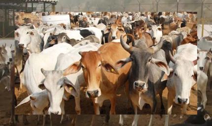 गोशालाओं में हो सकेंगे मांगलिक कार्यक्रम, गो-पर्यटन से गांवों को मिलेगा कमाई का नया रास्ता