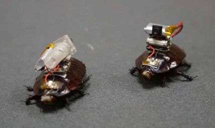 Cockroach Drone: इजरायल की रोबोटिक कीड़ों की रिसर्च, कॉकरोच ड्रोन पर हो रहा काम
