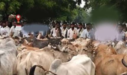 मवेशियों को लेकर पहुंचे किसान, रास्ते में ही हुआ समस्या का समाधान