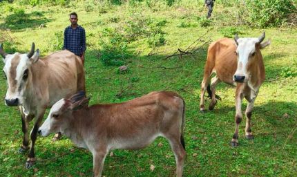 सेवा की कहानी : उन्नत नस्ल की गाय ने खोली अतिरिक्त आय की राह, आत्मनिर्भर बने सन्ना के ओम प्रकाश