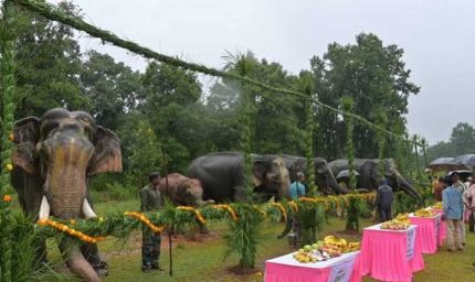 गजराजों के विश्राम और सेवा का पर्व, ‘हाथी पुनर्यौवनीकरण’ कैंप-2026 का हुआ शुभारंभ