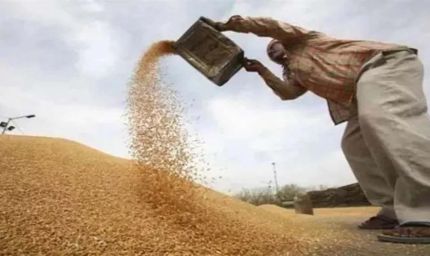 हांसी में 1 अक्टूबर से धान की सरकारी खरीद, 1.79 लाख एकड़ में हुई है फसल