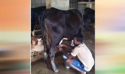 राष्ट्रीय कृत्रिम गर्भाधान कार्यक्रम से बदली योहिनापाली के नीलाम्बर की किस्मत