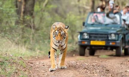 झारखंड में 1 अक्टूबर से जंगल सफारी शुरू, ऑनलाइन बुकिंग भी चालू