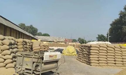 हरियाणा में धान खरीद शुरू, MSP ₹2461; कई मंडियों में नमी और पोर्टल बना बाधा