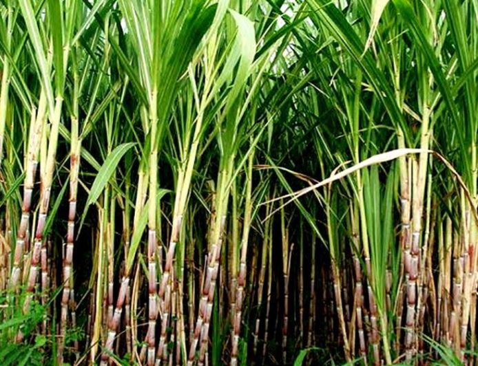 हरियाणा सरकार का गन्ना किसानों को तोहफा, आधुनिक खेती और कृषि यंत्रों पर मिलेगी सब्सिडी