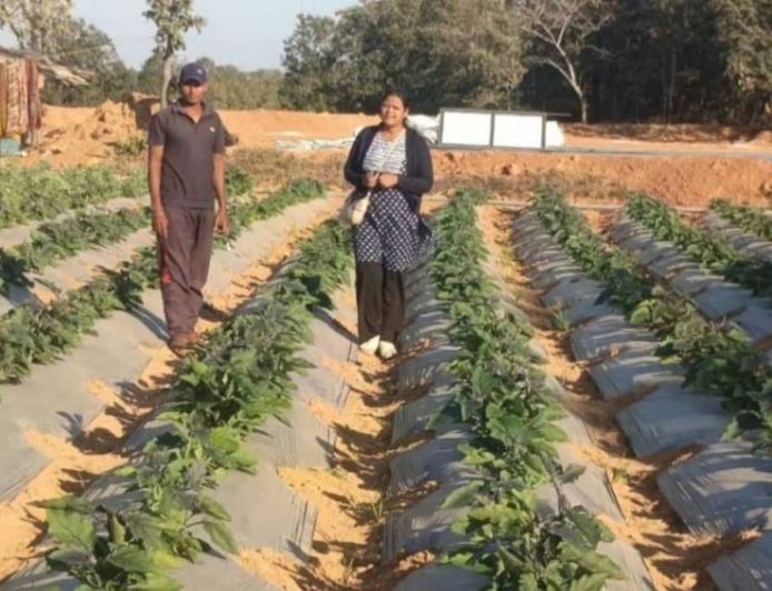 बंजर जमीन पर लहलहाई ग्राफ्टेड फसल