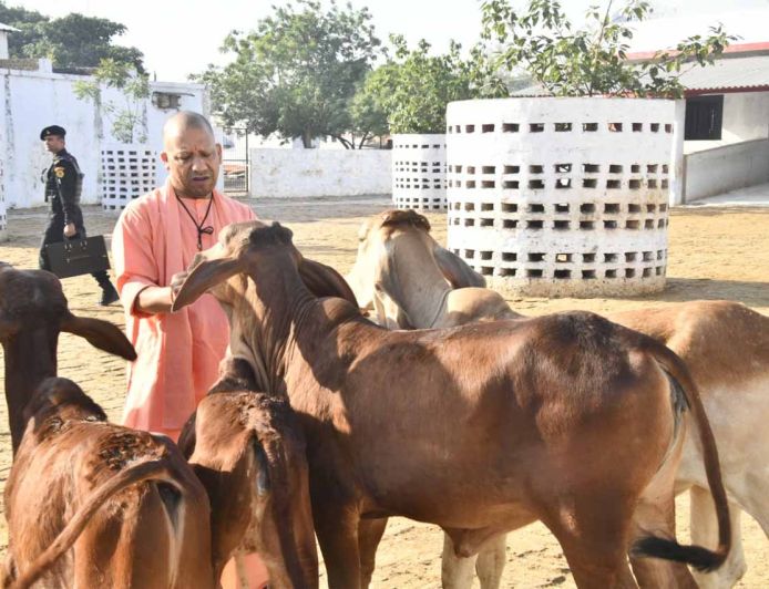 गोरखनाथ मंदिर की गोशाला में सीएम योगी ने की गोसेवा