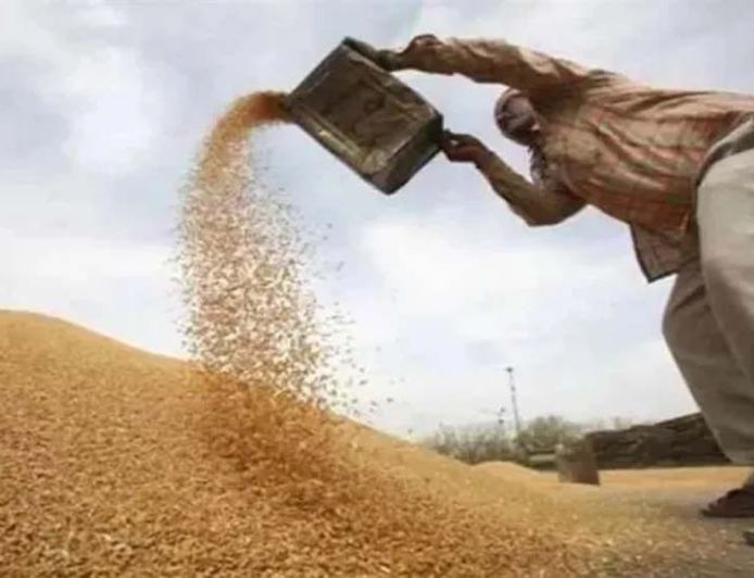 हांसी में 1 अक्टूबर से धान की सरकारी खरीद, 1.79 लाख एकड़ में हुई है फसल