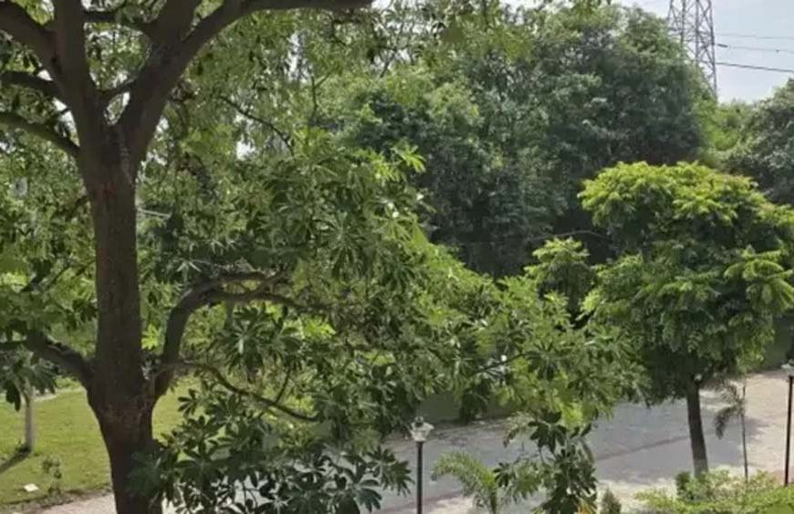 हरियाली में यमुनानगर नंबर-1, जंगलों से बाहर 60.94 लाख पेड़; 98% पेड़ गांवों में