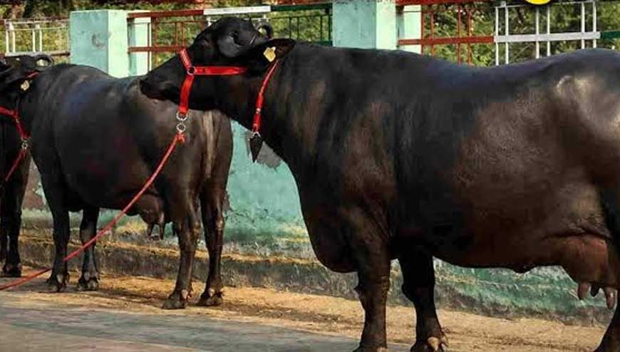 मंदसौर की कालिया गैंग का आतंक, तीन राज्यों से चुराईं 120 भैंसें; 40 वारदातें कबूली