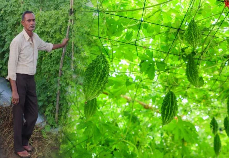 करेले की उन्नत खेती से चमकी किसान नारायण प्रसाद वर्मा की किस्मत