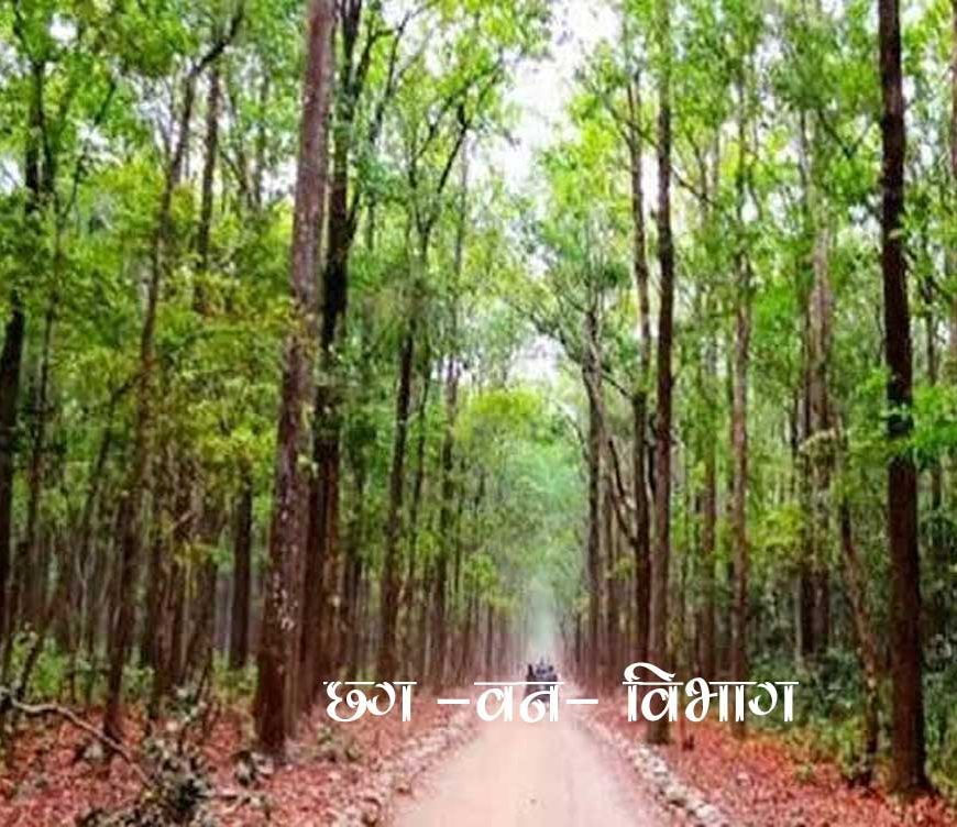 वन विभाग के 3630 दैनिक वेतनभोगियों के लिए बड़ी खुशखबरी, नियमितीकरण की प्रक्रिया शुरू