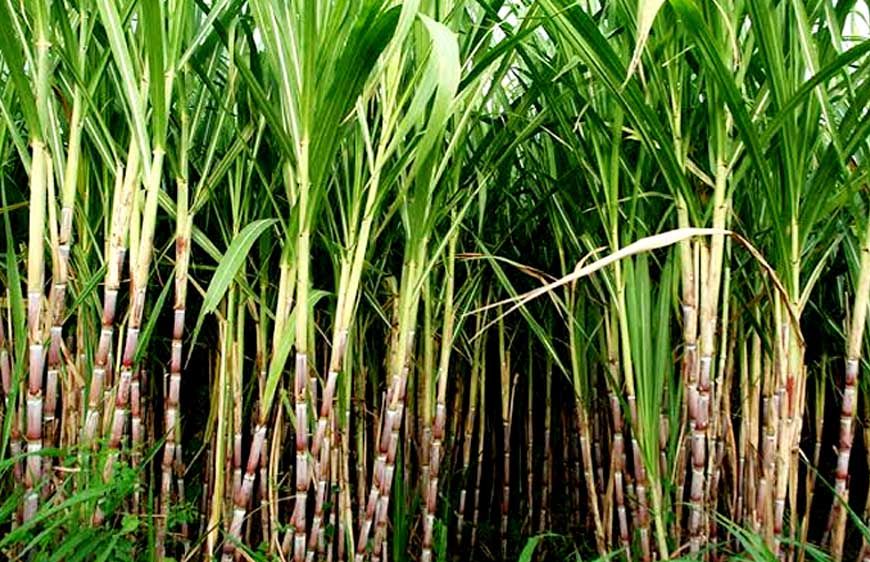 हरियाणा सरकार का गन्ना किसानों को तोहफा, आधुनिक खेती और कृषि यंत्रों पर मिलेगी सब्सिडी