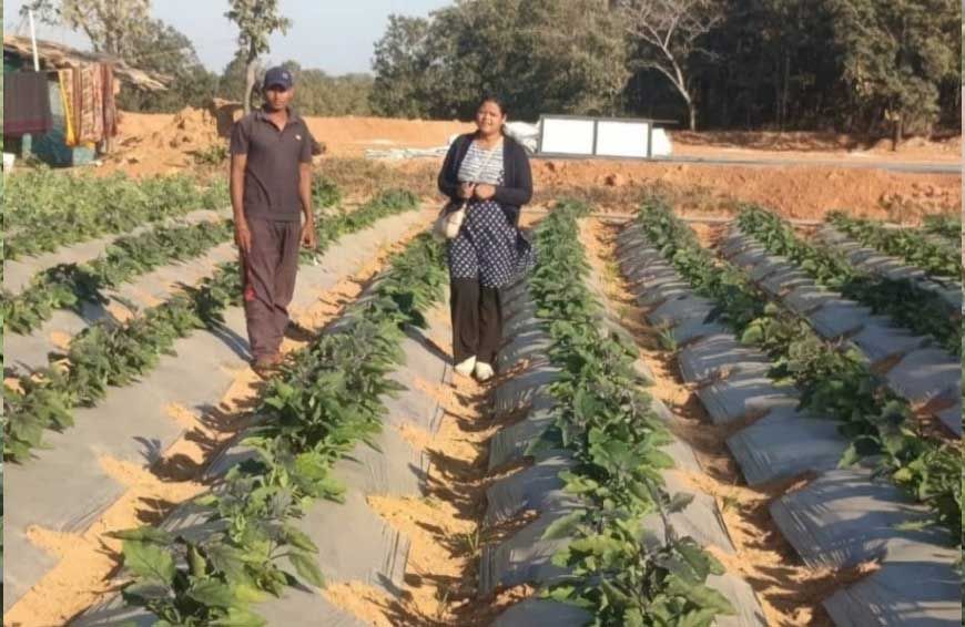 बंजर जमीन पर लहलहाई ग्राफ्टेड फसल