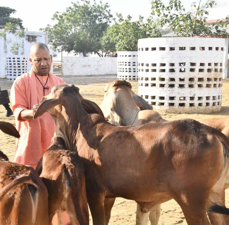 गोरखनाथ मंदिर की गोशाला में सीएम योगी ने की गोसेवा