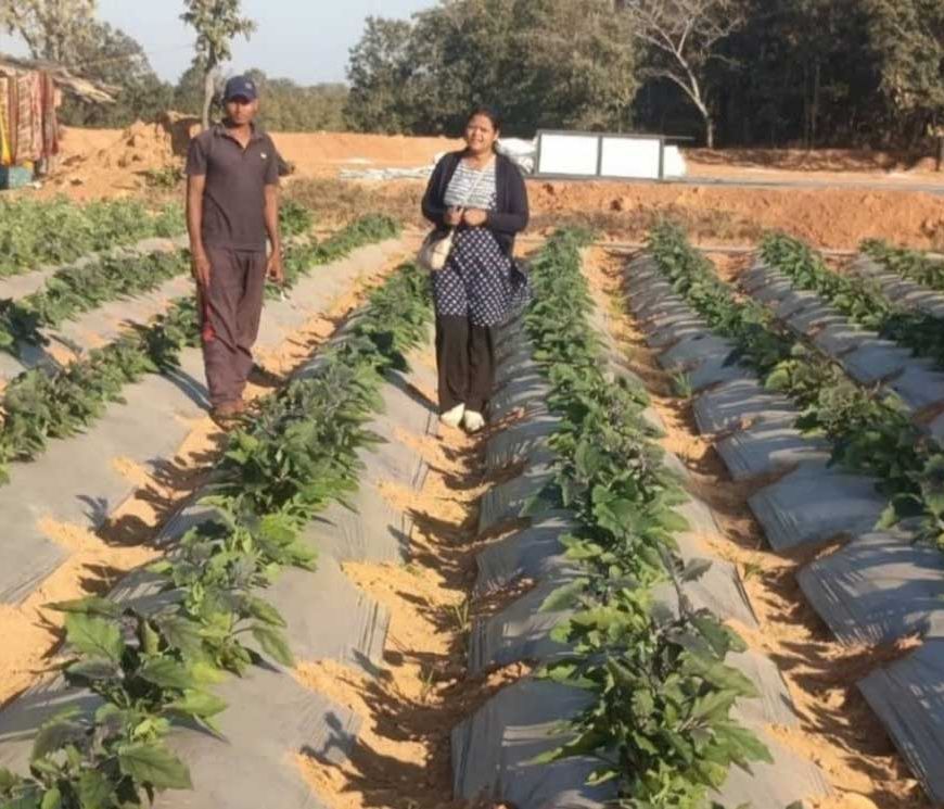 रायगढ़ के किसान ने ग्राफ्टेड टमाटर और बैंगन की खेती से कमाए 4.25 लाख