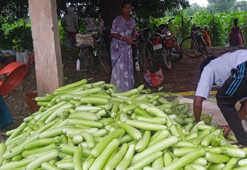 बिहान से बदली राह 35 महिला किसानों ने 600 क्विंटल सब्जी उगाकर लिखी सफलता की नई कहानी