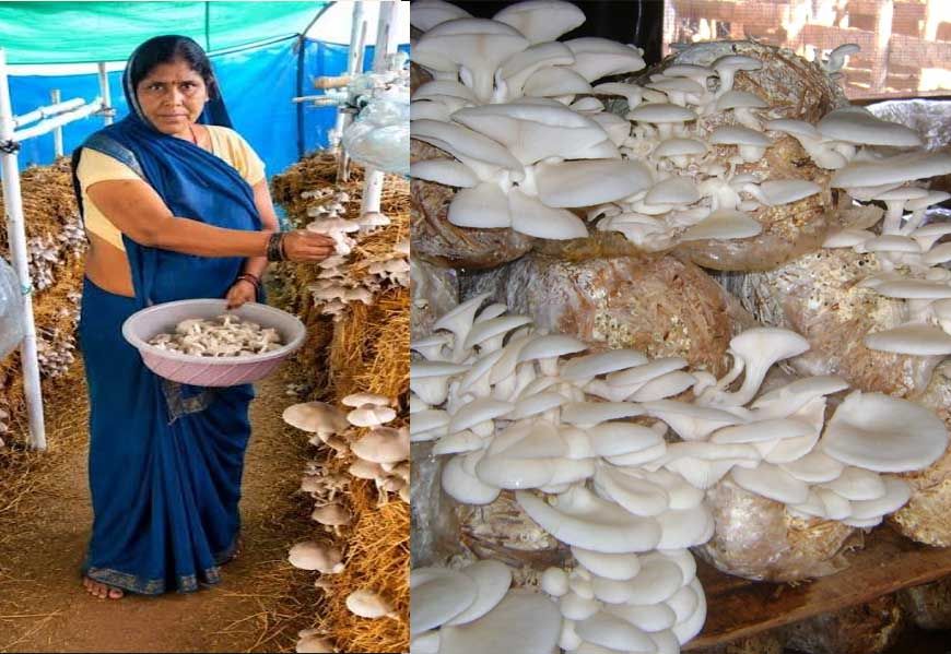 आत्मनिर्भरता की नई मिसाल- खेतों से मशरूम उत्पादन तक मिथिला दीदी ने लिखी सफलता की नई कहानी