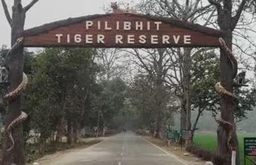 पीलीभीत टाइगर रिजर्व में घूमना हुआ महंगा, शनिवार-रविवार टिकट 150 से बढ़कर 200 रुपये