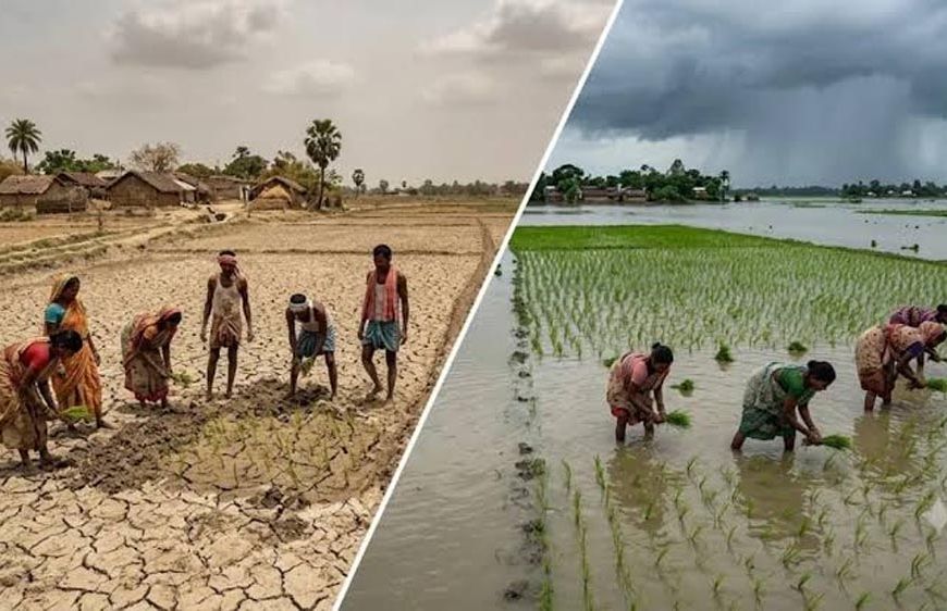 बिहार में बारिश का अजब खेल: कहीं सूखा तो कहीं बाढ़, 99% धान की रोपनी पूरी