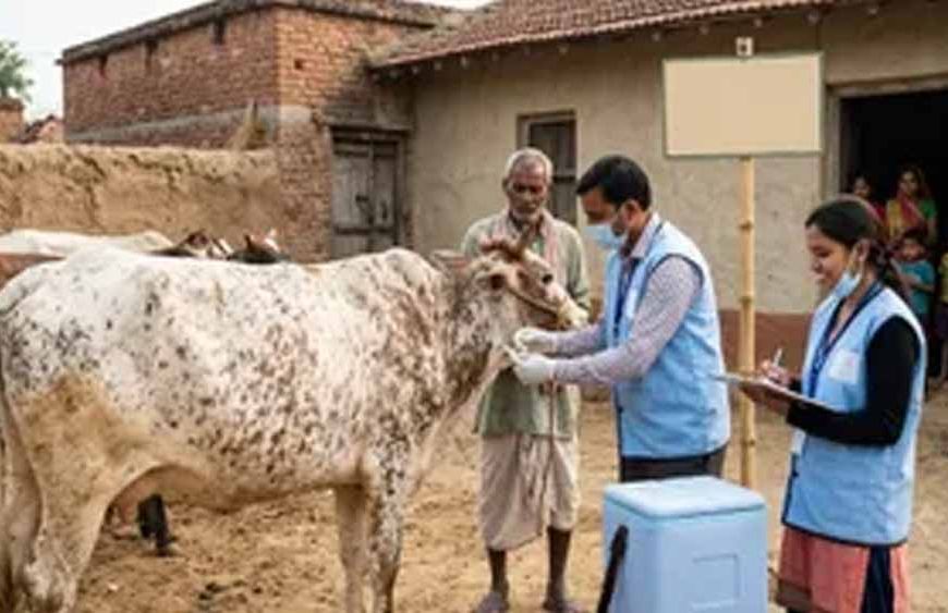 हरियाणा में लंपी वायरस की दस्तक, बॉर्डर वाले इलाके सील; पशु व्यापार पर लगी रोक