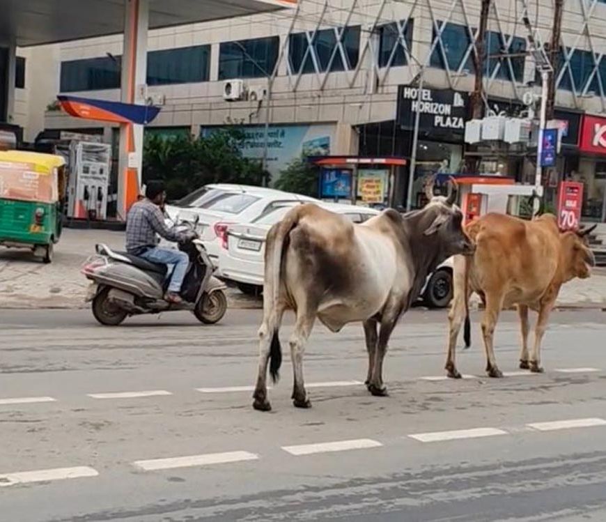 ग्वालियर की सड़कों पर आवारा गोवंश बना खतरा, चरनोई जमीनों से अतिक्रमण हटाने की मांग