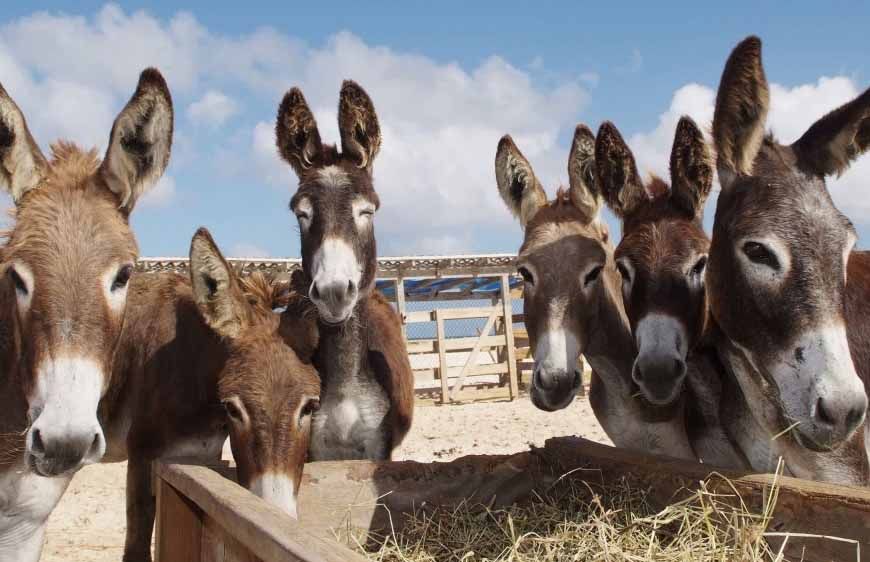 गधों ने कर दिया कमाल! 44 साल में रेगिस्तान को बना डाला हरा-भरा, लौट आई हरियाली