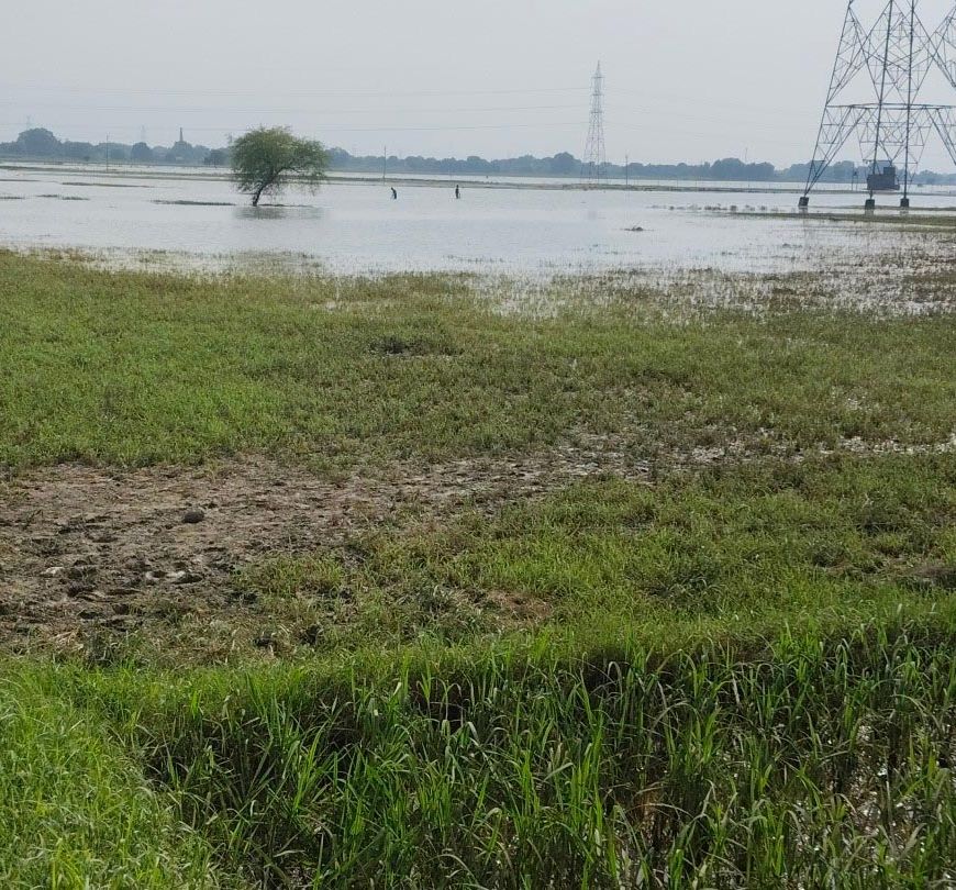 बाढ़ में फसल बर्बाद होने पर बीमा कंपनी ने रोका दावा, किसान को मिलेंगे 1.48 लाख से अधिक