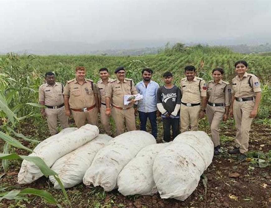 ऑपरेशन ग्रीन स्ट्राइक के तहत बड़वानी पुलिस की बड़ी कार्रवाई