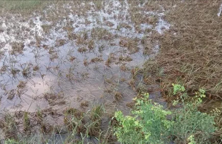 पालीगंज में पुनपुन नदी का पानी उतरने से धान की फसल बर्बाद, किसानों की बढ़ी चिंता