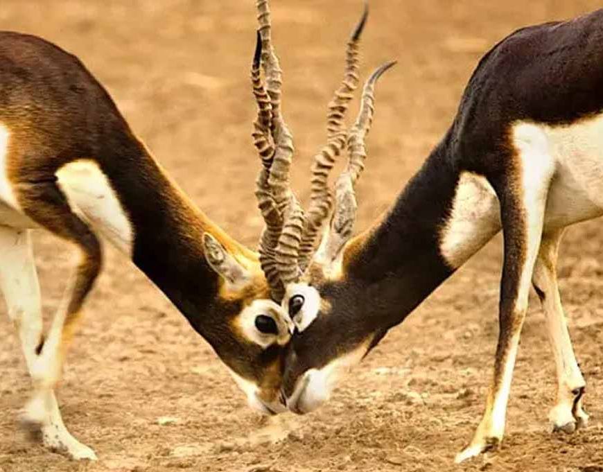 छत्तीसगढ़ के जंगलों में फिर दौड़ेंगे काले हिरण, बारनवापारा से गोमर्डा भेजे जाएंगे 25 हिरण