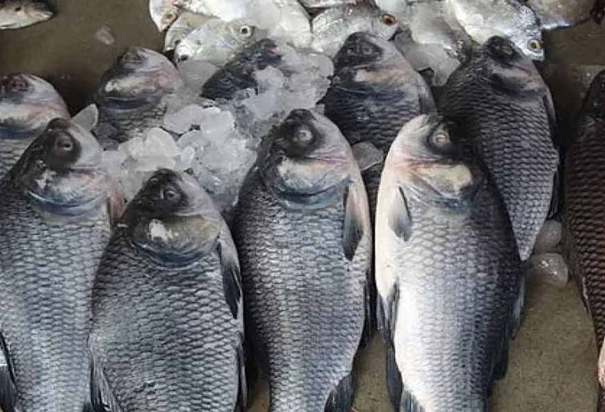 वर्ल्डफिश के साथ एमओयू को मंजूरी, मछली पालन को मिलेगा बढ़ावा