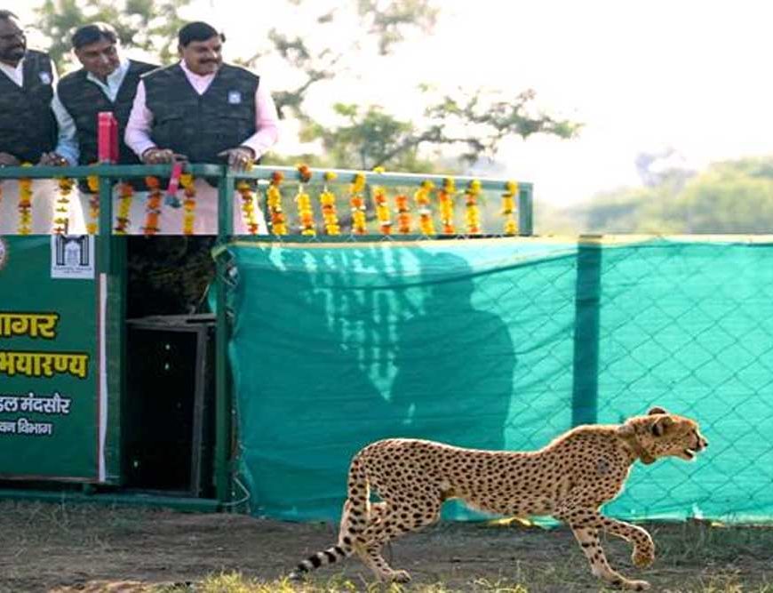 मुख्यमंत्री डॉ. यादव ने गांधी सागर अभयारण्य में छोड़ी मादा चीता राधा