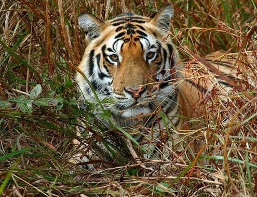 कान्हा राष्ट्रीय उद्यान एवं फेन अभयारण्य के लिए निगरानी समिति गठित