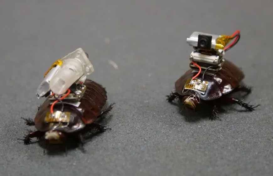 Cockroach Drone: इजरायल की रोबोटिक कीड़ों की रिसर्च, कॉकरोच ड्रोन पर हो रहा काम