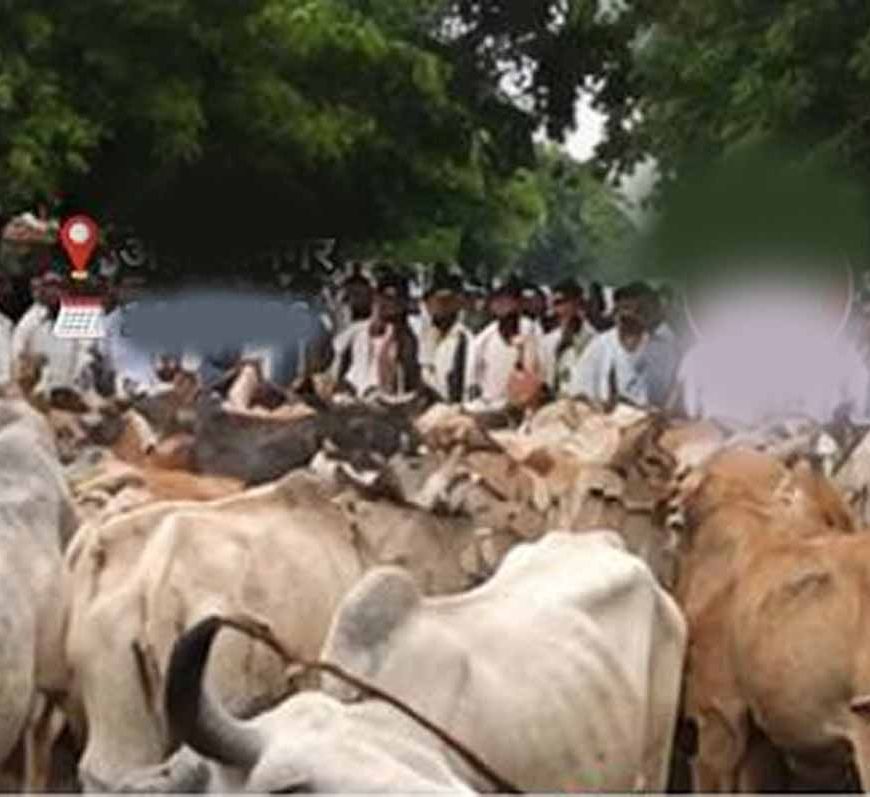 मवेशियों को लेकर पहुंचे किसान, रास्ते में ही हुआ समस्या का समाधान