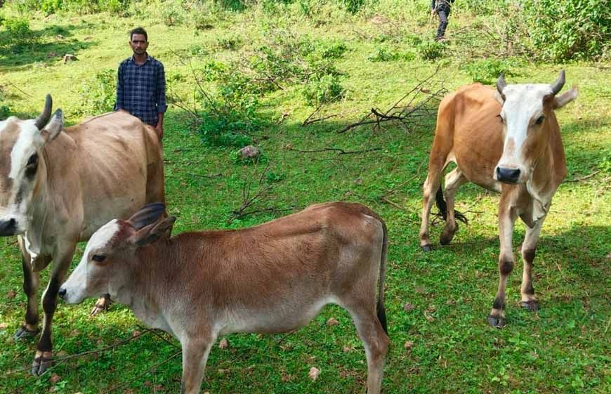 सेवा की कहानी : उन्नत नस्ल की गाय ने खोली अतिरिक्त आय की राह, आत्मनिर्भर बने सन्ना के ओम प्रकाश