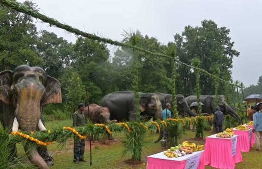 गजराजों के विश्राम और सेवा का पर्व, ‘हाथी पुनर्यौवनीकरण’ कैंप-2026 का हुआ शुभारंभ