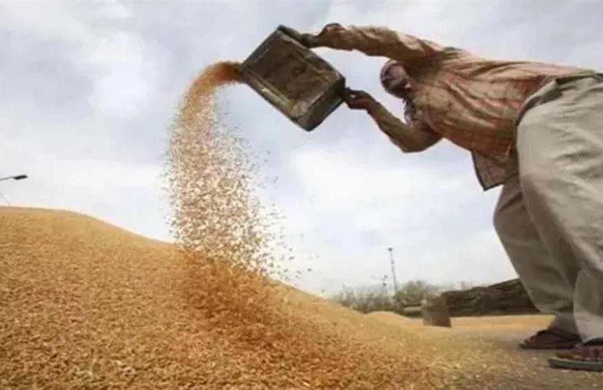 हांसी में 1 अक्टूबर से धान की सरकारी खरीद, 1.79 लाख एकड़ में हुई है फसल