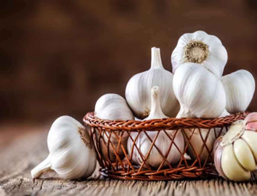 किचन से लैब तक पहुंचा लहसुन! सागर यूनिवर्सिटी के रिसर्चर ने खोजा एंटी-ब्रेस्ट कैंसर कंपाउंड