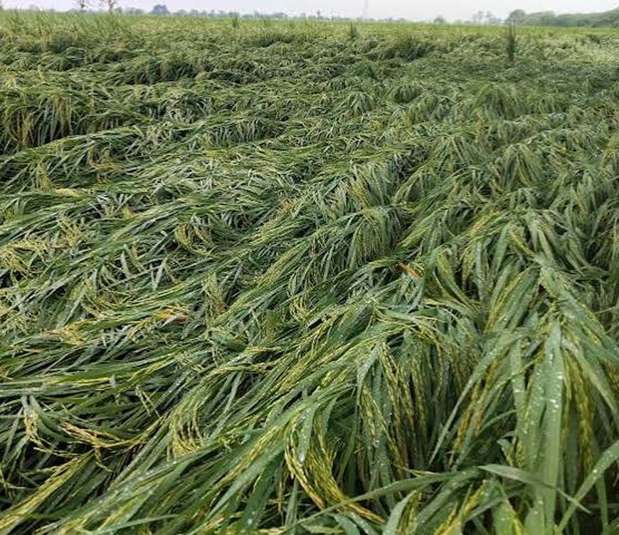 अलीगढ़ में बारिश-तेज हवा का कहर, धान की पकी फसल खेतों में बिछी