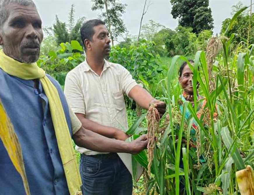 बीजों की कोठरी में सहेजी है पीढ़ियों की खुशहाली, मझगवां के आदिवासी परिवारों ने बचाकर रखी देसी अनाज की विरासत
