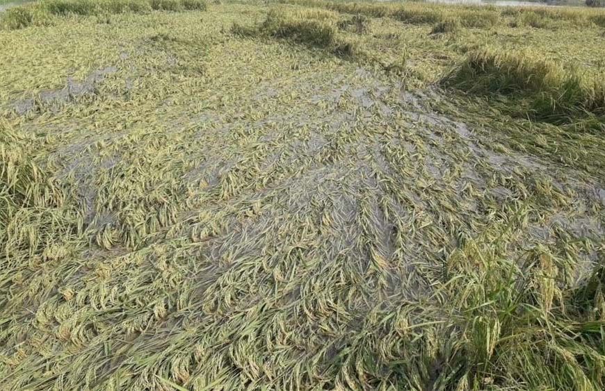 CM साय का भरोसा: बारिश से फसल नुकसान का होगा सर्वे, किसानों को मिलेगा मुआवजा
