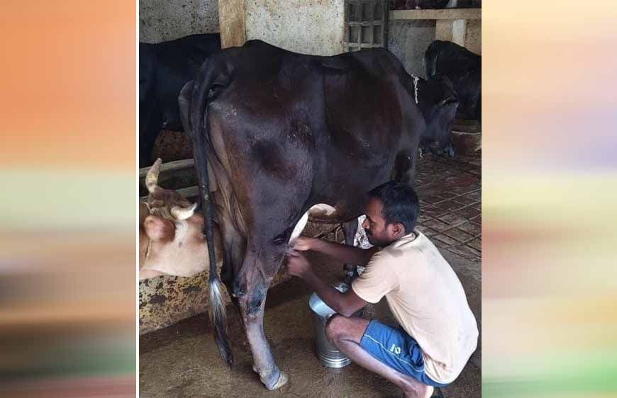 राष्ट्रीय कृत्रिम गर्भाधान कार्यक्रम से बदली योहिनापाली के नीलाम्बर की किस्मत
