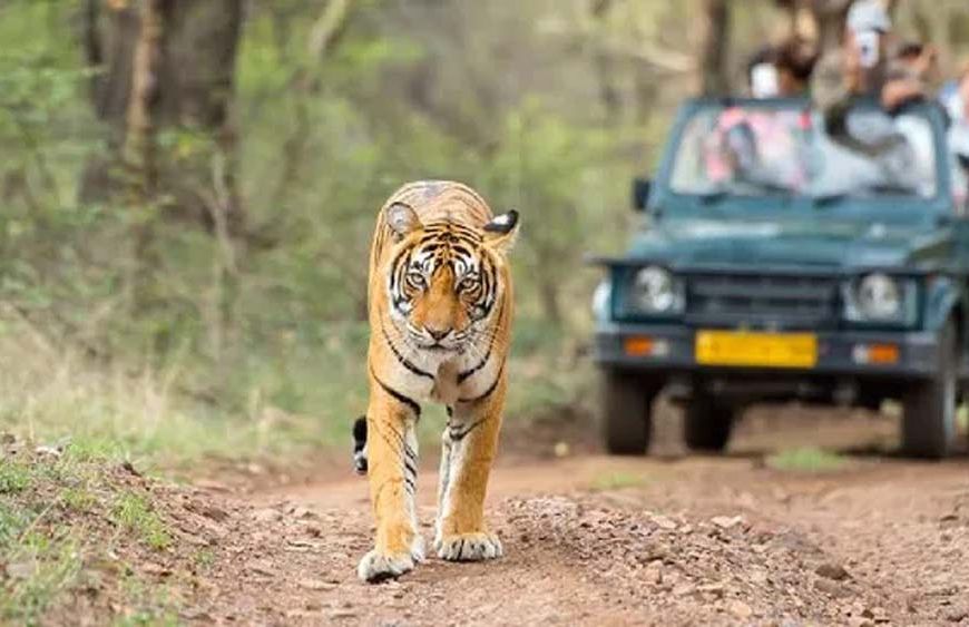 झारखंड में 1 अक्टूबर से जंगल सफारी शुरू, ऑनलाइन बुकिंग भी चालू