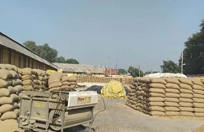 हरियाणा में धान खरीद शुरू, MSP ₹2461; कई मंडियों में नमी और पोर्टल बना बाधा