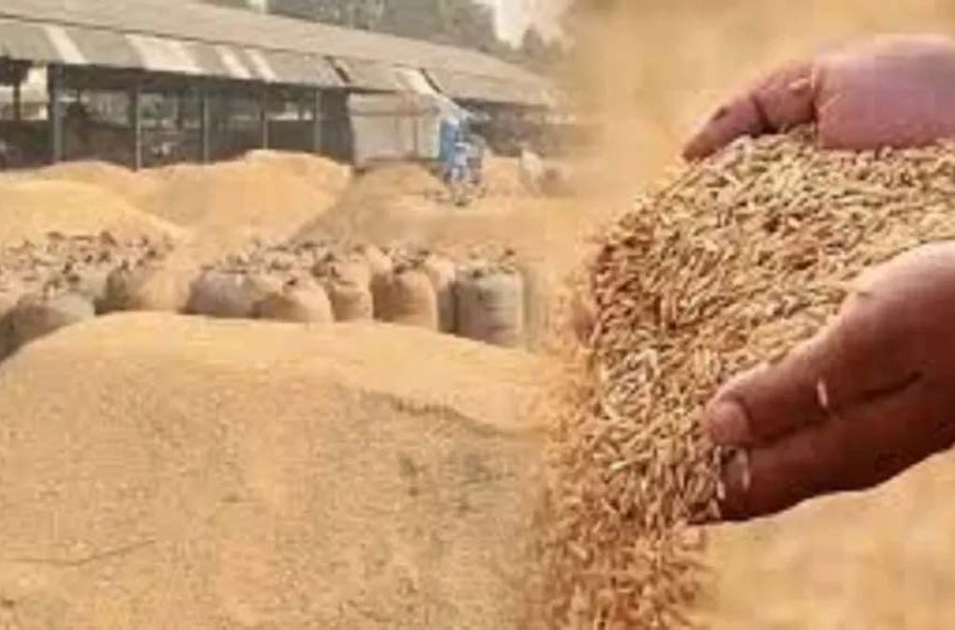 हरियाणा में 1.5 लाख किसानों ने छोड़ी PR धान की खेती, 2 लाख एकड़ में डाटा मिसमैच